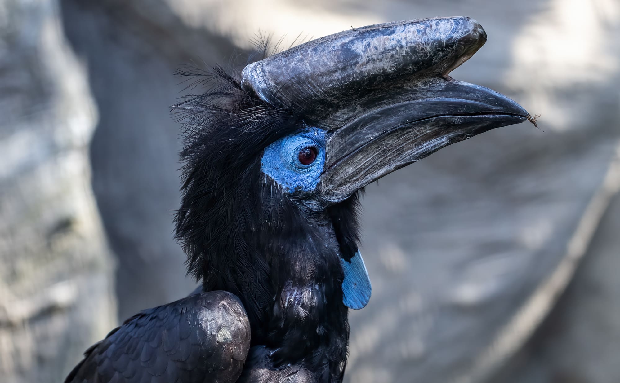 Hornbills Podcast Episode